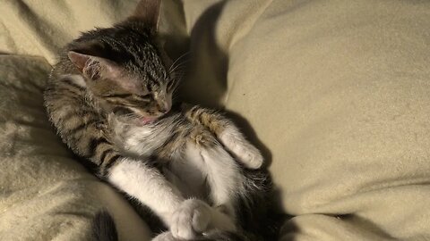 Small Cat Is Cleaning His Fur