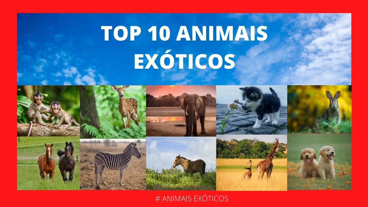 👉 TOP 10 ANIMAIS EXÓTICOS E SUAS ORIGENS✔