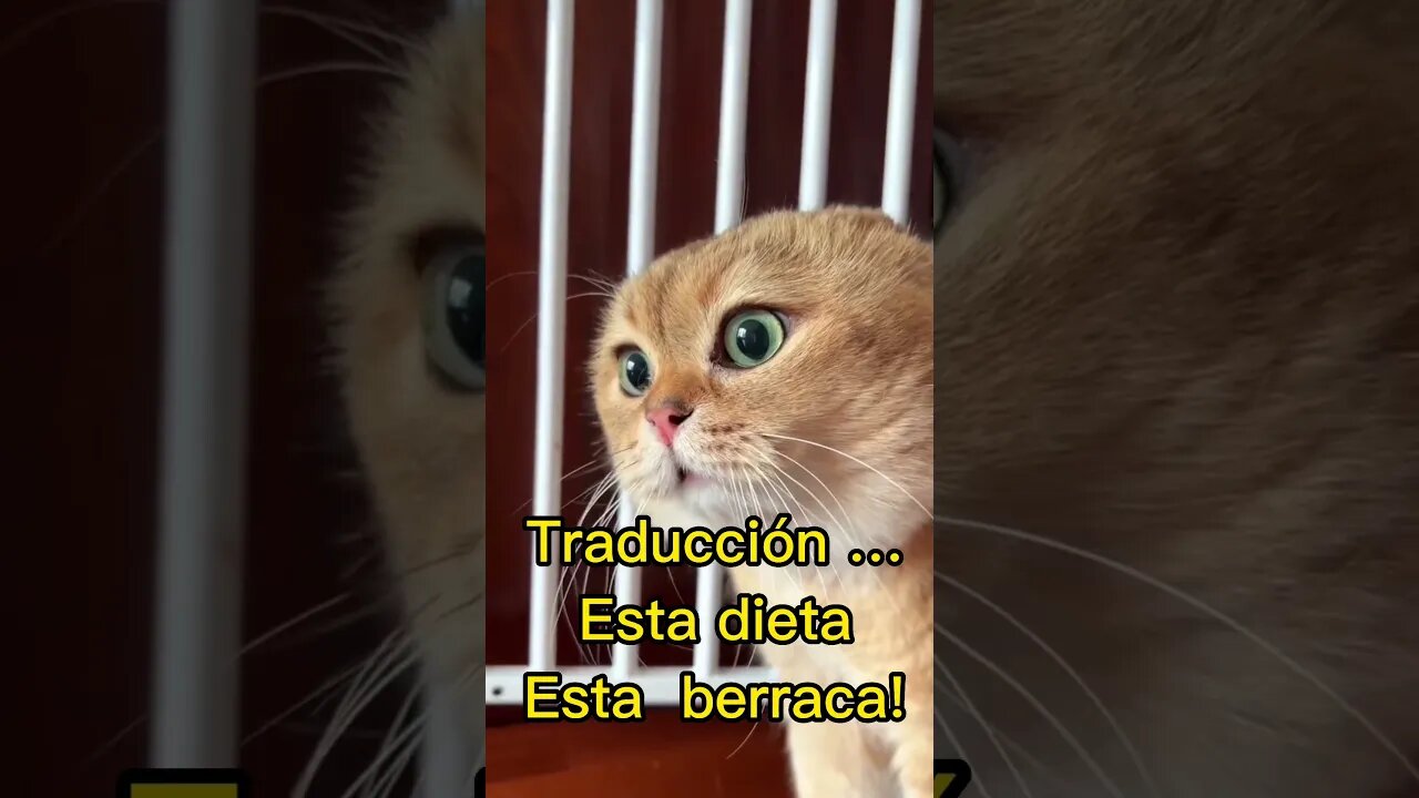 Dieta milagrosa🙀😍