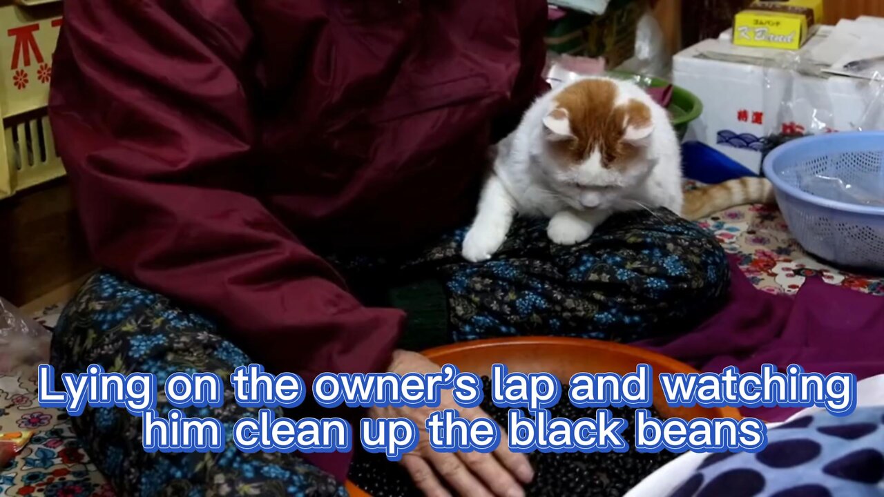 The obedient cat is so cute