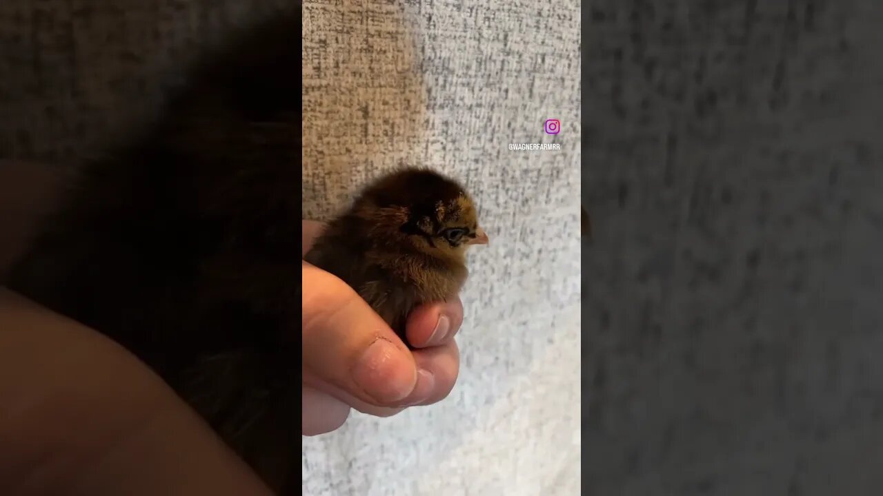 Ladies and gentlemen… cheetah!!! #1 kid favorite around here at the moment. #farmlife #babychick