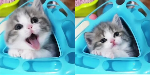 CAT So adorable 😻😻