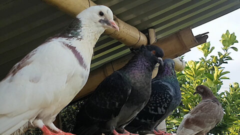 moments of the lovely pigeons | Just relax a little bit | animals are so cute