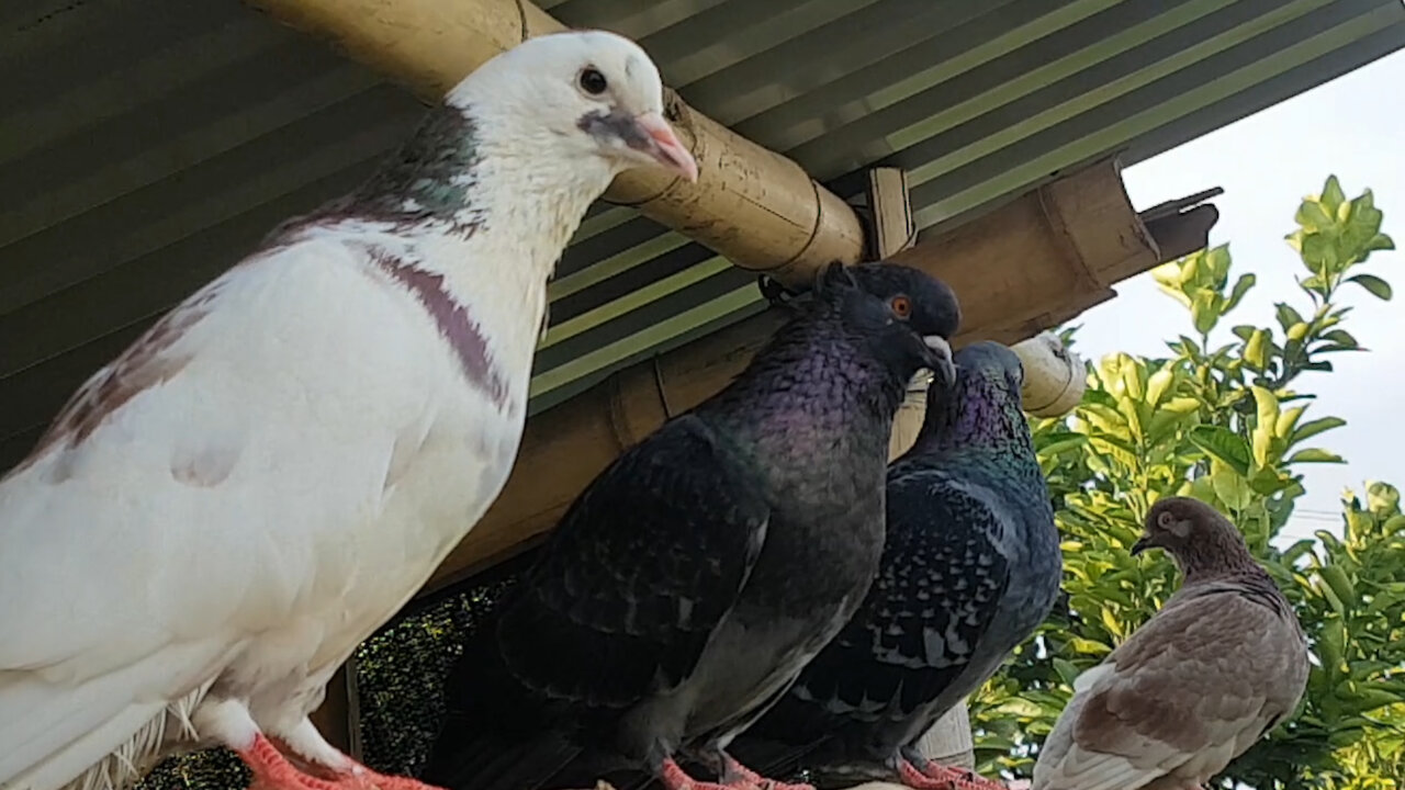 moments of the lovely pigeons | Just relax a little bit | animals are so cute