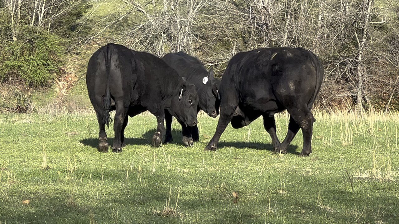 Moving yearling bulls