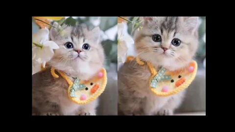 So Funny | Cute Cats And Dogs 🐱🐶 Cute moment of the Animals - Cutest Animals