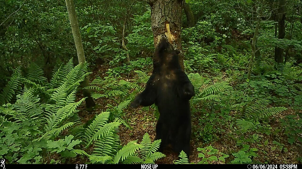 Black Bear rubbing a “Sign Post”