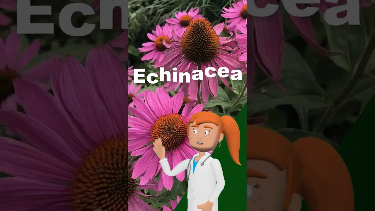 มารู้จัก Echinacea พืชสมุนไพร เพิ่มภูมิคุ้มกัน