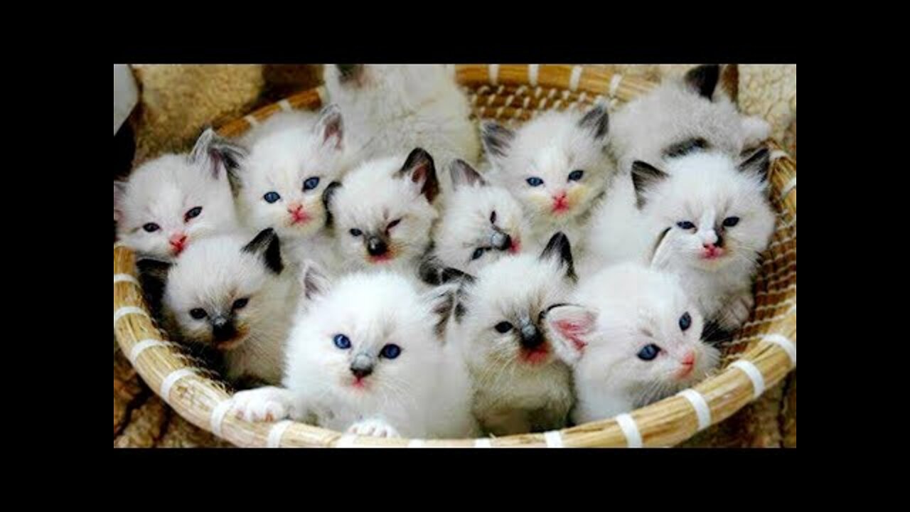 Best Funny Cats and Dogs 🐶🐱 Part 1