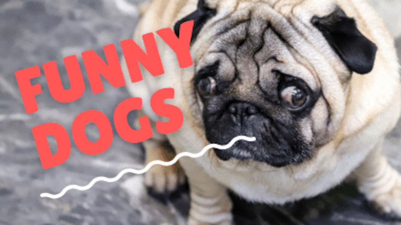 🤣 Funniest 🐶 Dogs