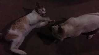 funny dog annoying cat