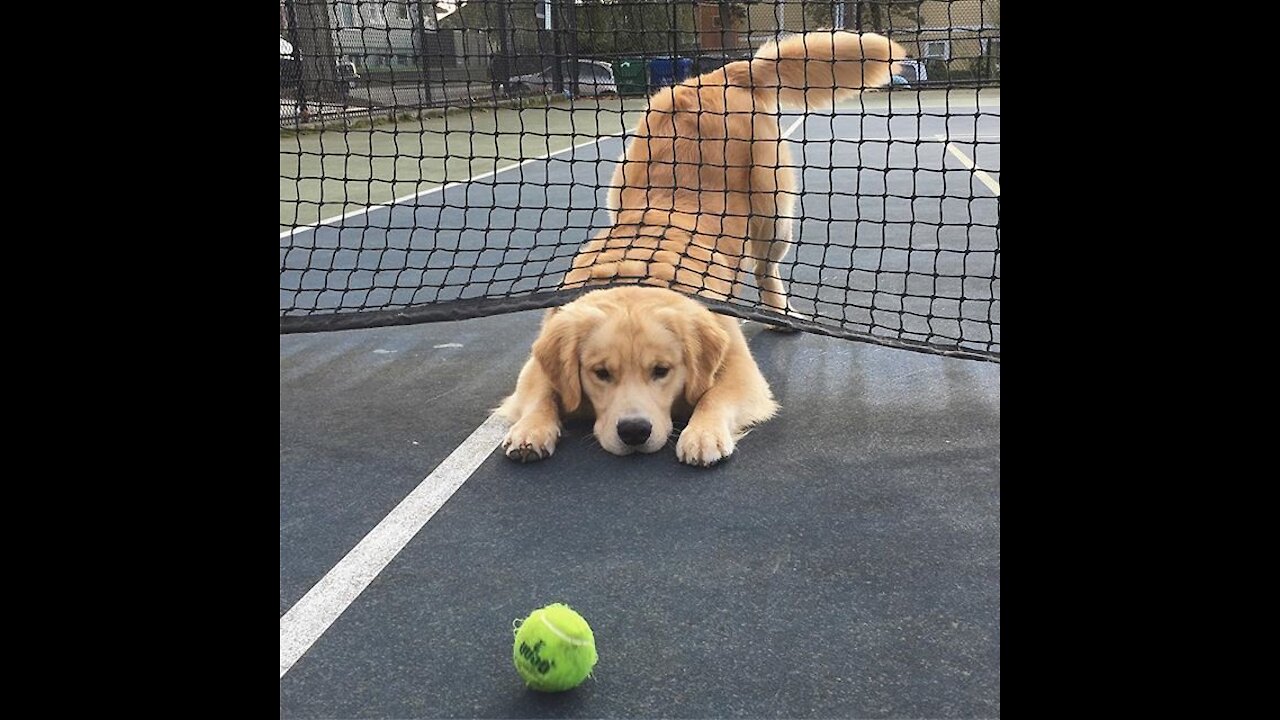 Training a dog to crawl