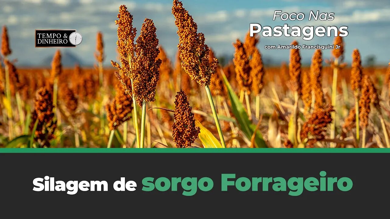 Silagem de sorgo forrageiro. Tema de hoje de foco nas pastagens