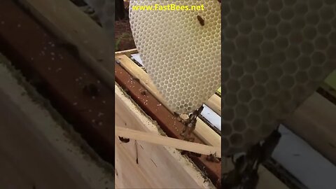 Bees Are Building Honeycomb