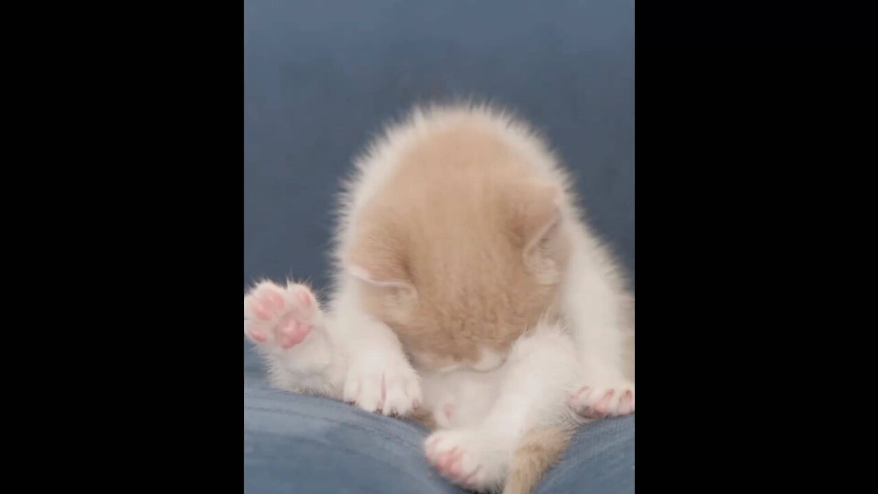 Cute kitten and very cute...adorable!!