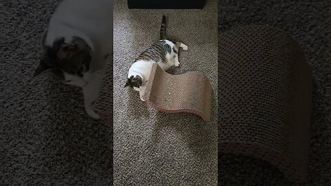 playing with my cat