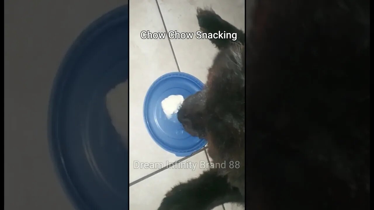 Chow chow life South Africa 9
