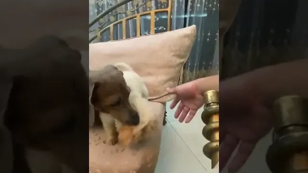 Something tells me the old dog isn't a fan of the new pup...