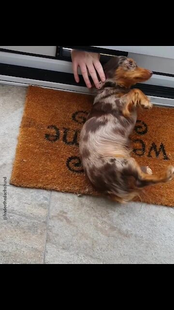 Dachshund loves to be pet by visitors through the letter box