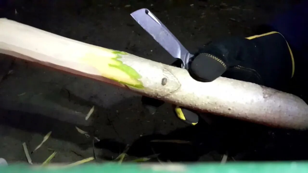 Buck Knife - Straight Blade Carving [Quick Review / Test]