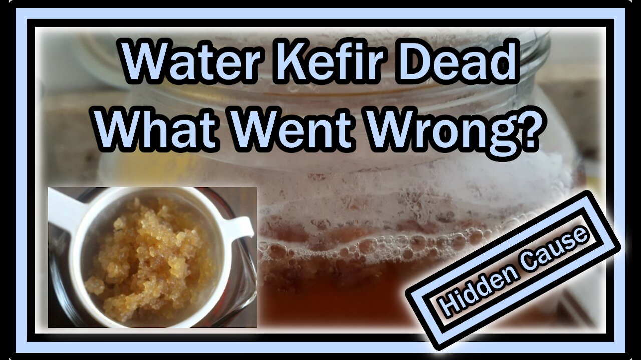 Water Kefir Dead (Not Multiplying, Strange Taste, Producing Foam, Small Grains) - What Went Wrong?