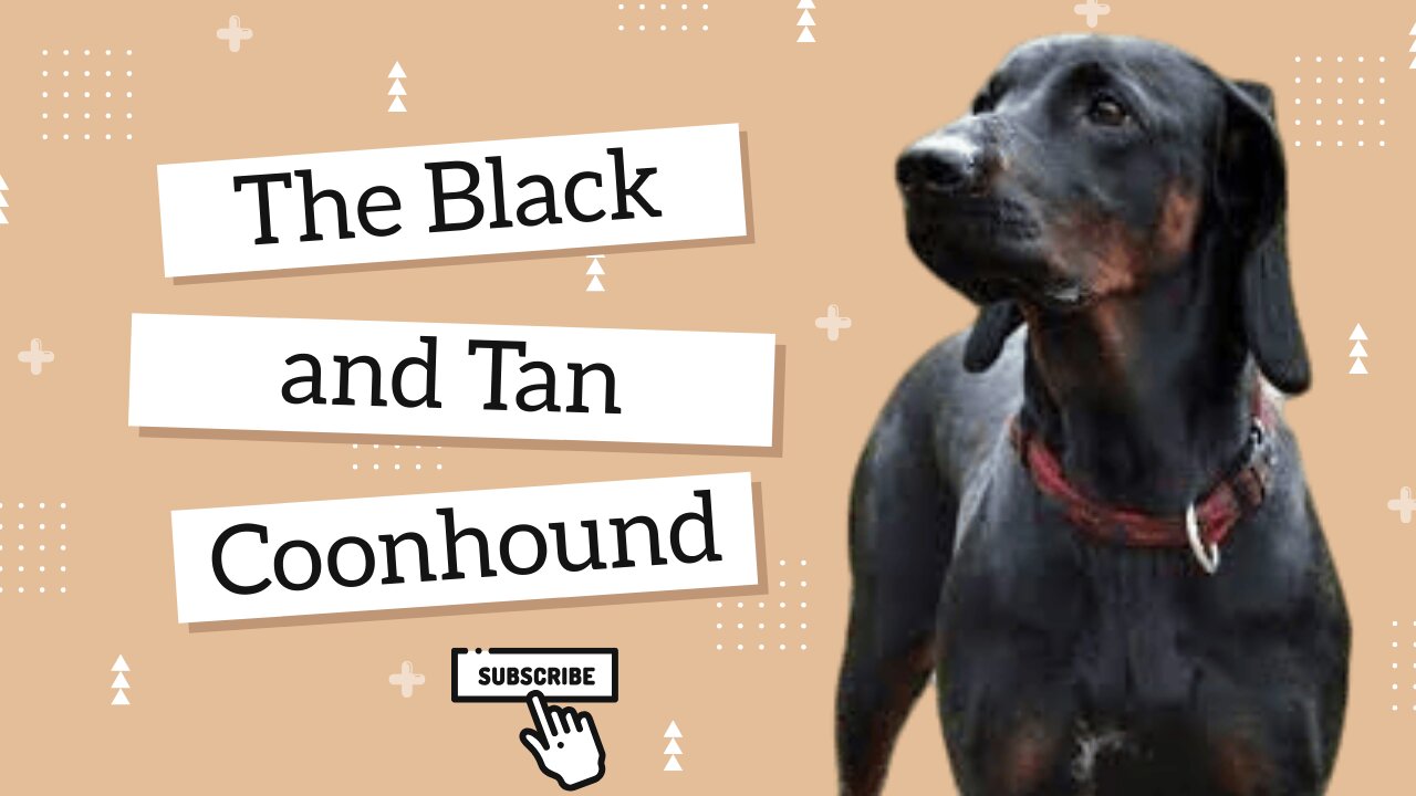 The Black and Tan Coonhound: A Guide to the Breed