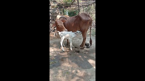 cow feeding