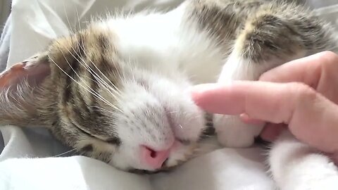 Adorable Little Cat Sleeps on His Head