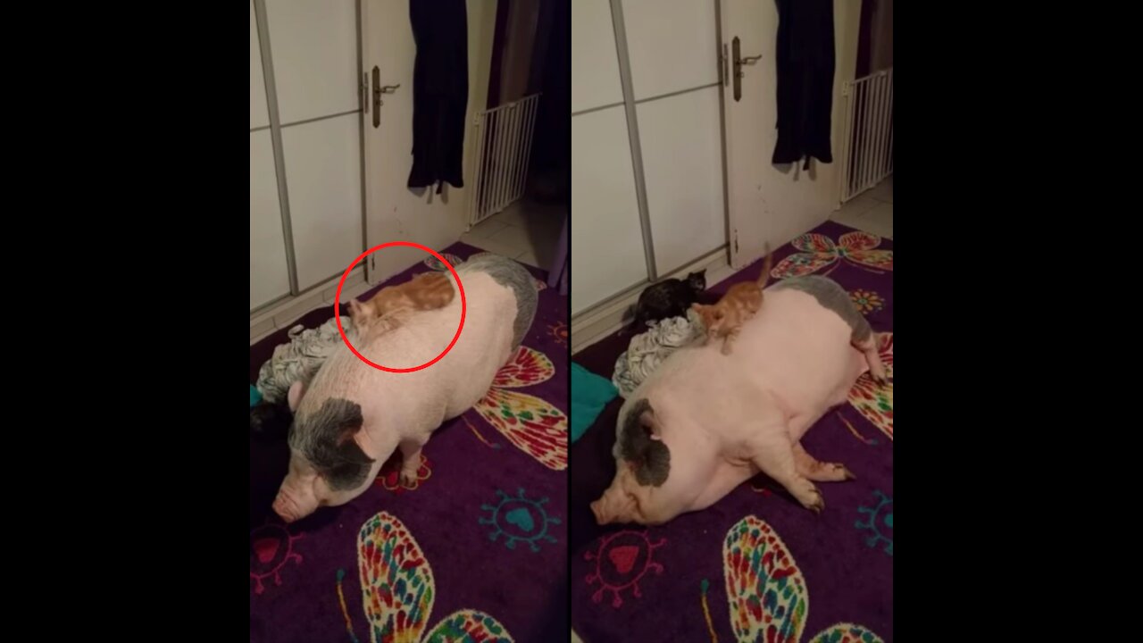 This pig's patience will surprise you