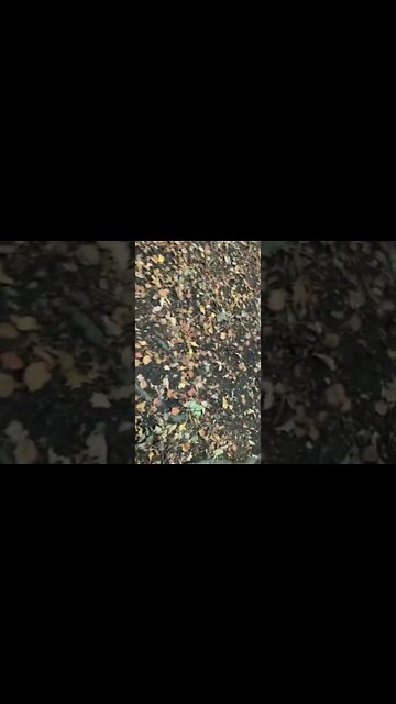 Scum having fires in the woods. That is the modern UK for you. Socialist school teachers making scum