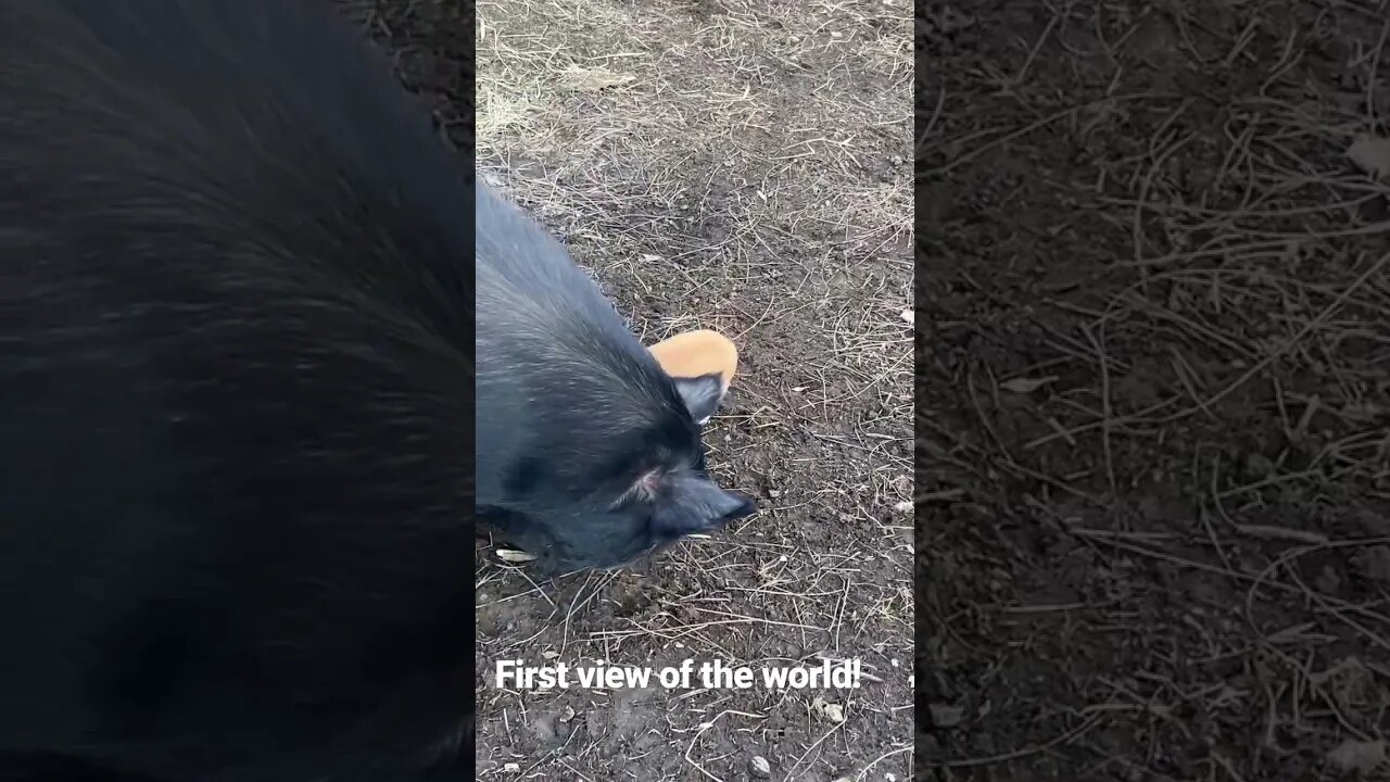 🐷piglets first time outside! #kunekune #farmlife #pigs #cute