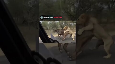 Animals attack each other, everyone is careful😱😱