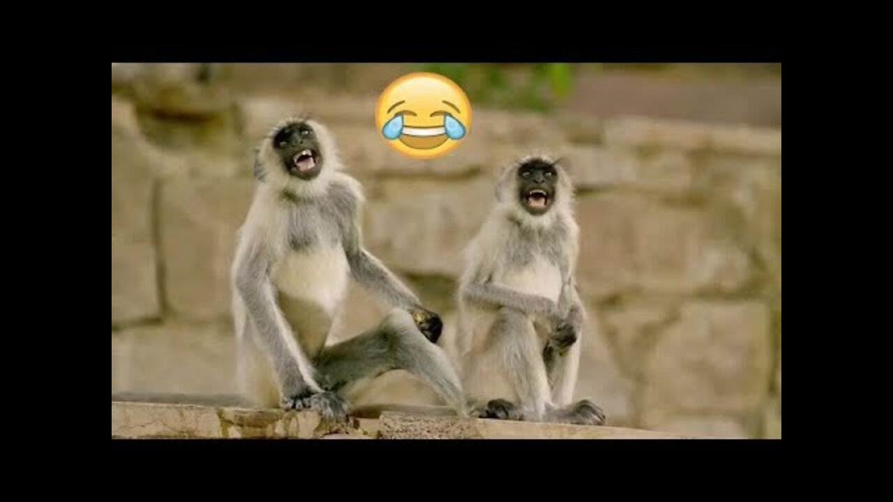 Funniest Animals Best Of The monkey compilation Funny Animal Videos Cutest Animals 2022