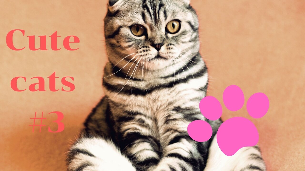 Cats Meowing || Cute Kittens Meowing