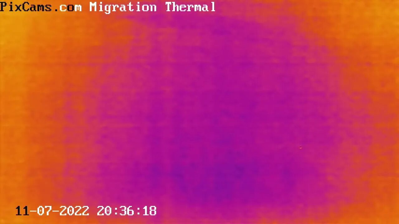 Nocturnal flocks migrating 11/7/2022 @ 20:36