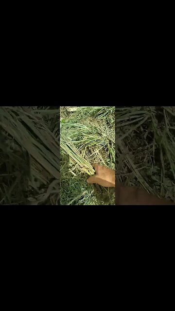 Planarando capim gramão ou 7 léguas #shorts