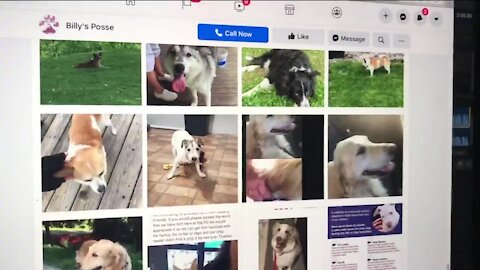 More than 60 dogs missing or reported stolen in Wisconsin as criminals target pets during pandemic