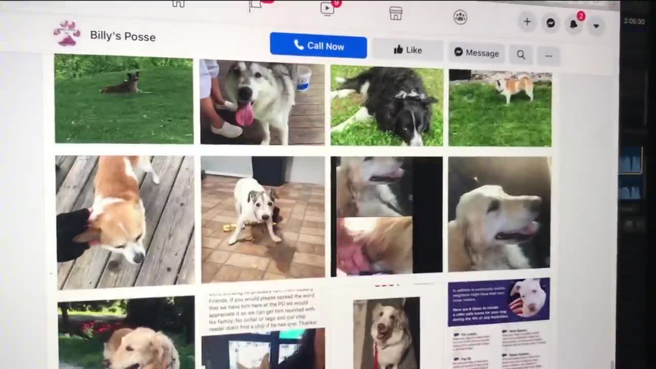 More than 60 dogs missing or reported stolen in Wisconsin as criminals target pets during pandemic