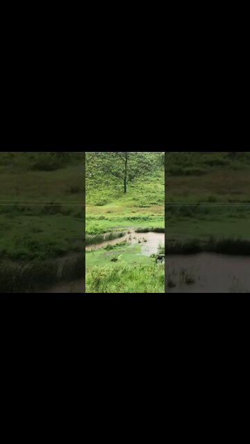 Flood update 5 inches in 12 hours horses together