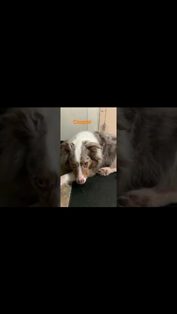 [Shorts 0073] COOPER [#dogs #doggos #doggies #puppies #dogdaycare]