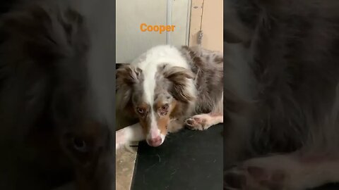 [Shorts 0073] COOPER [#dogs #doggos #doggies #puppies #dogdaycare]