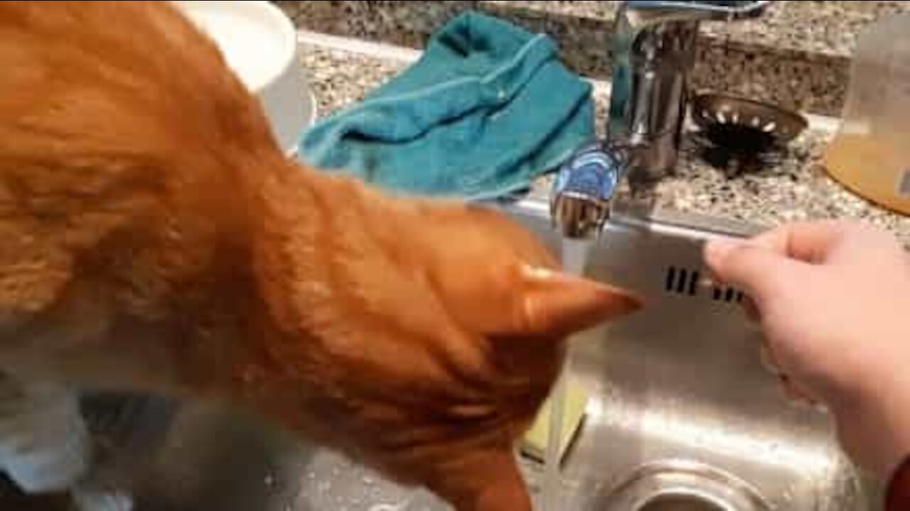 Cat drinks water every time owner washes hands