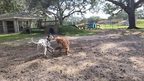 Luna at Pieloch Dog Park Viera/Melbourne Florida