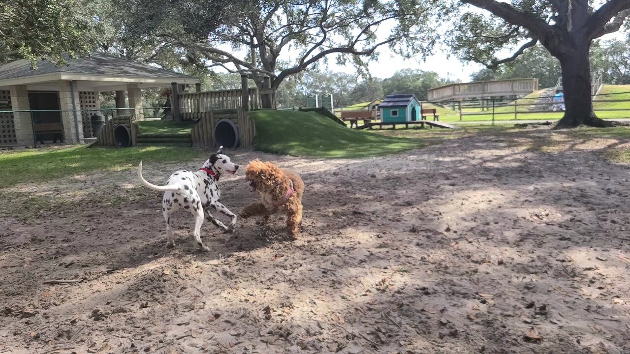 Luna at Pieloch Dog Park Viera/Melbourne Florida