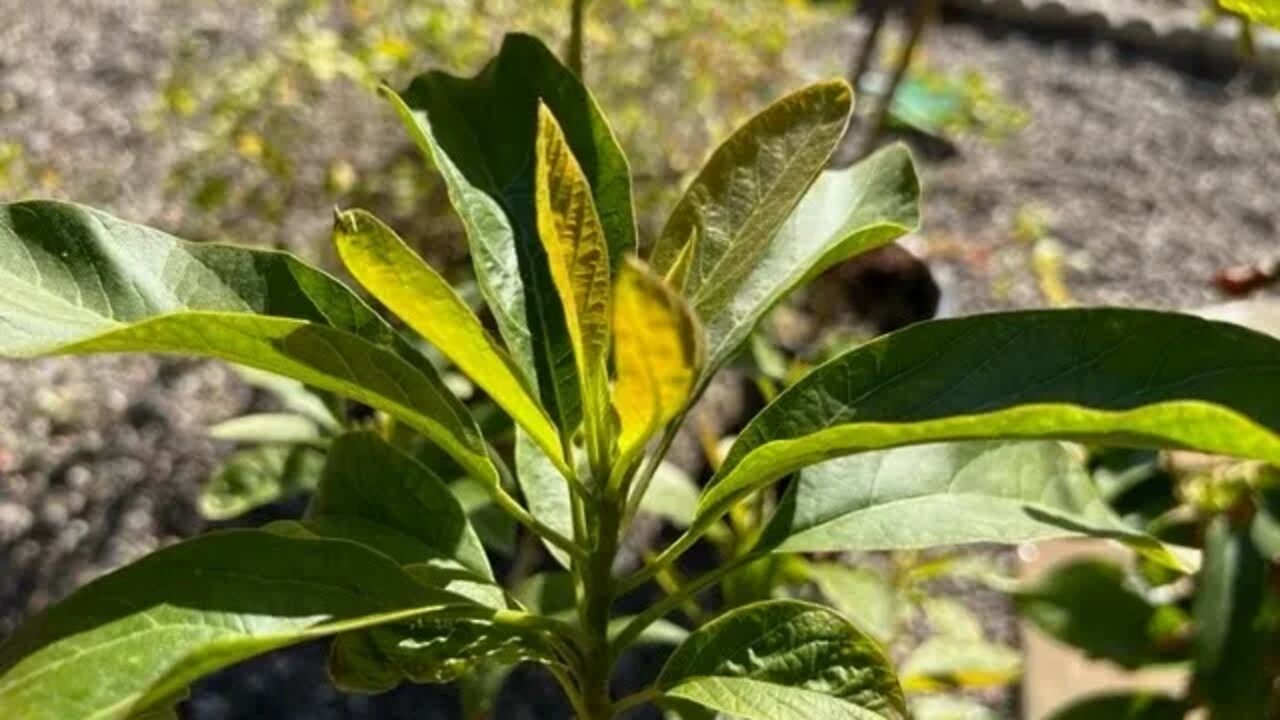 What does an Avocado flower look like???