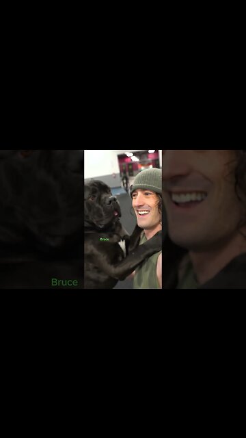 Cane Corso Size #shorts #dog