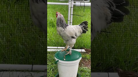 Monday morning double cock-a-doodle-doo, #chicken #farming #shorts