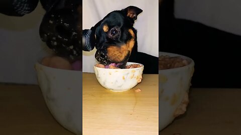VIRAL PUPPY ASMR #shorts #short #asmr #viral #like