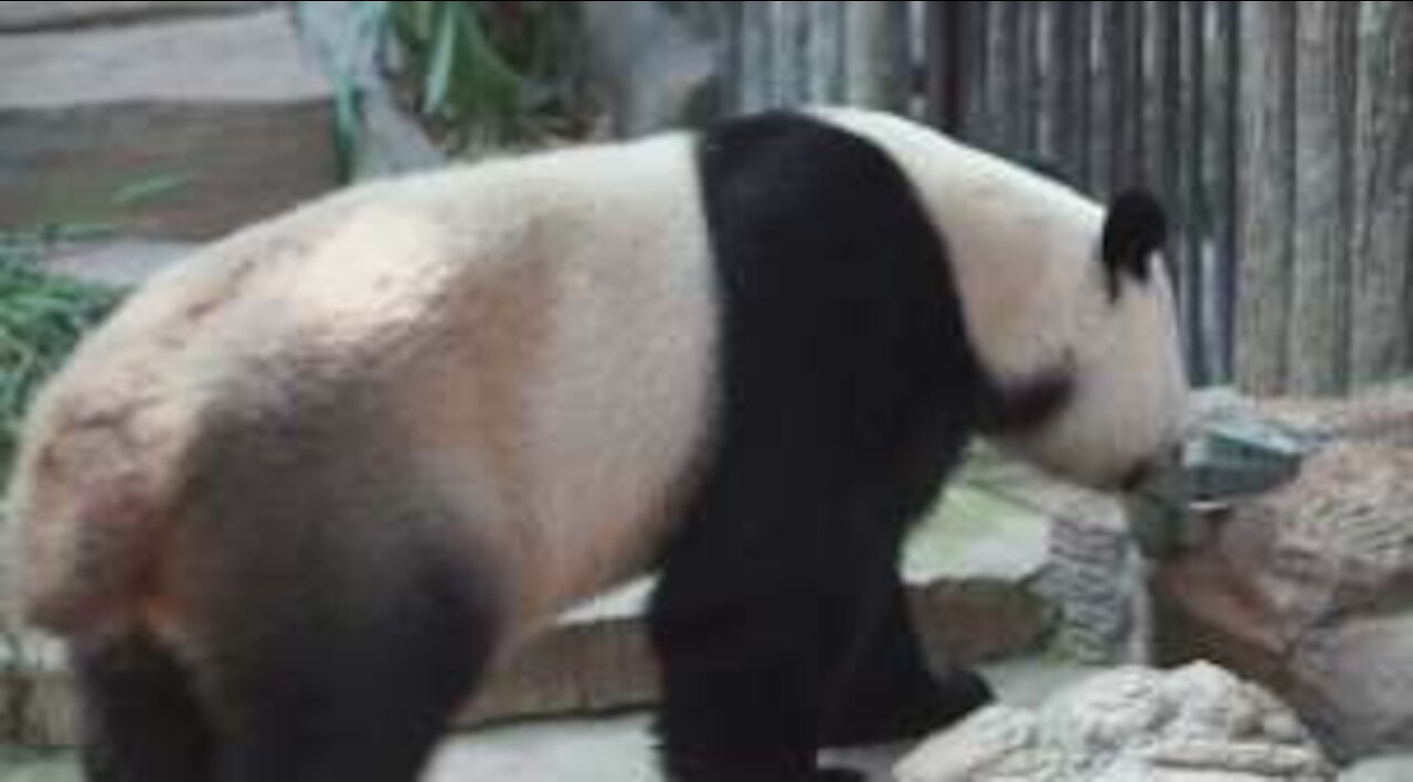 Panda safely returned to enclosure after zoo officials discover it