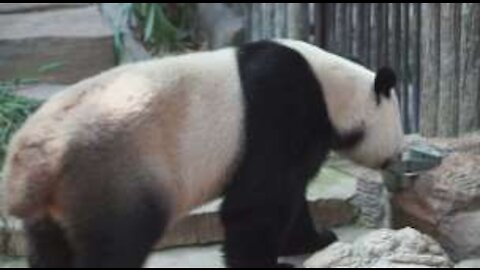 Panda safely returned to enclosure after zoo officials discover it